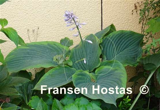 Hosta Wunderbar